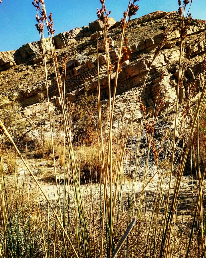 sunny desert