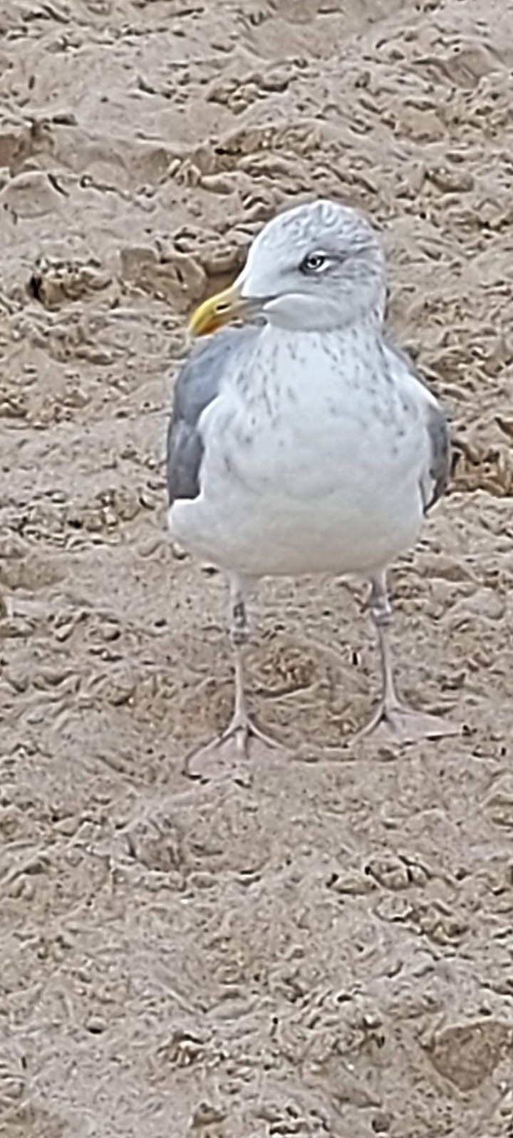 Möwe
