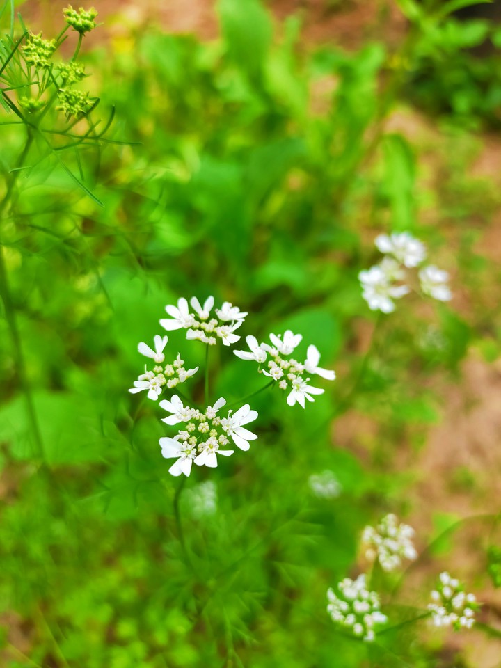 Coriander