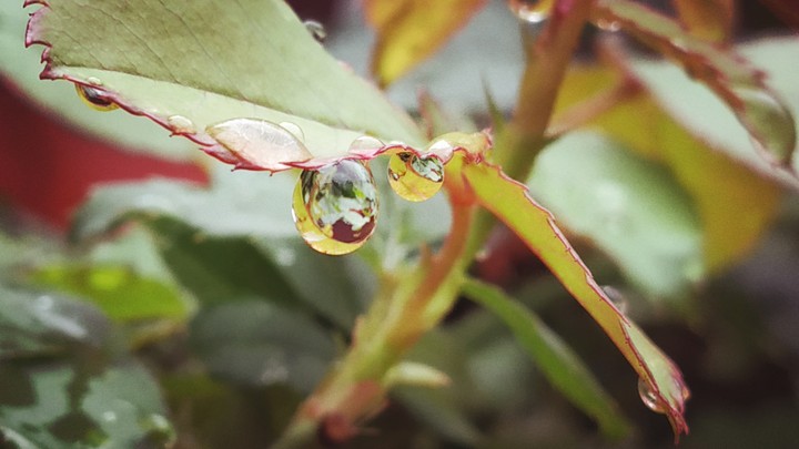 rain