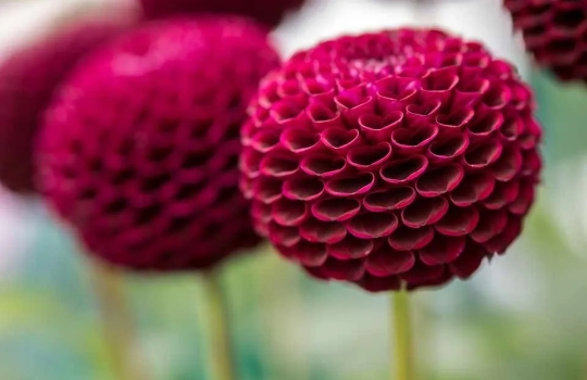 flor