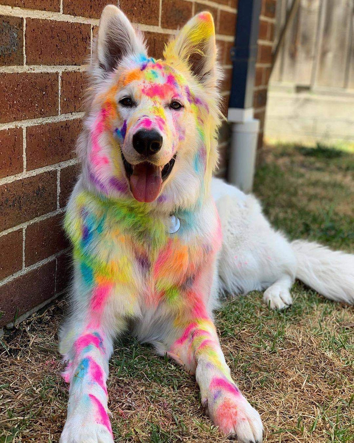 Dog