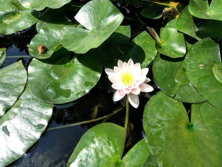 Water lily