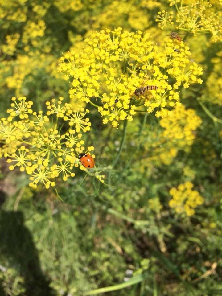 bug
