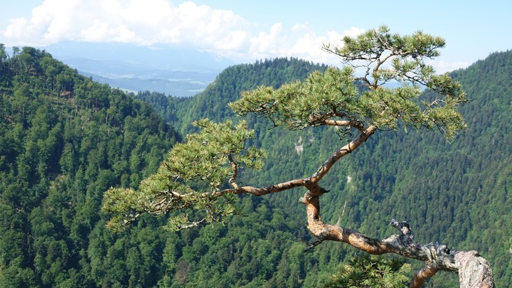 Pieniny Mountains, Sokolica, Poland