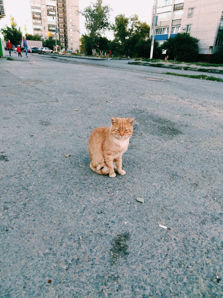 котейка