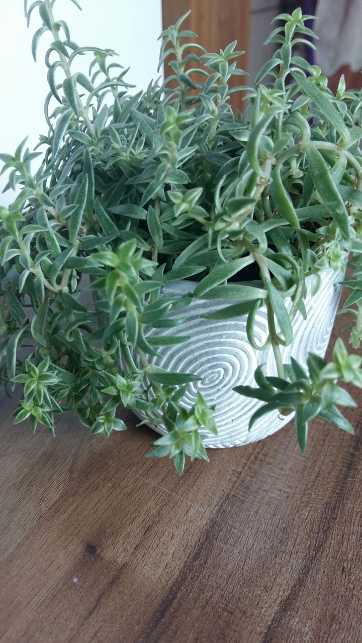 green flower