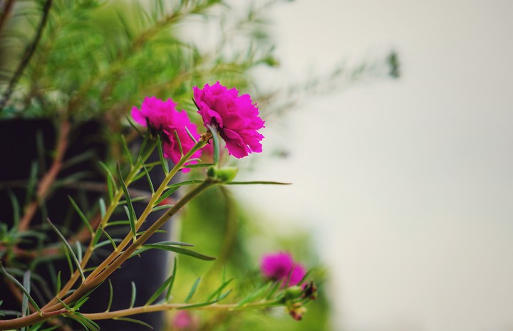 Moss Rose