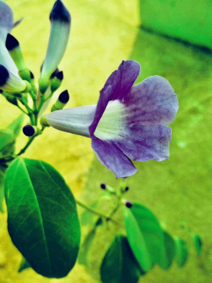 flower