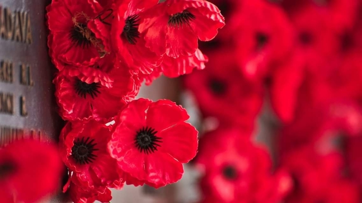 Poppies
