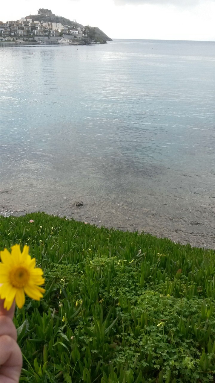 flower and  sea