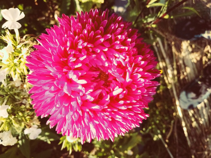 pink flower