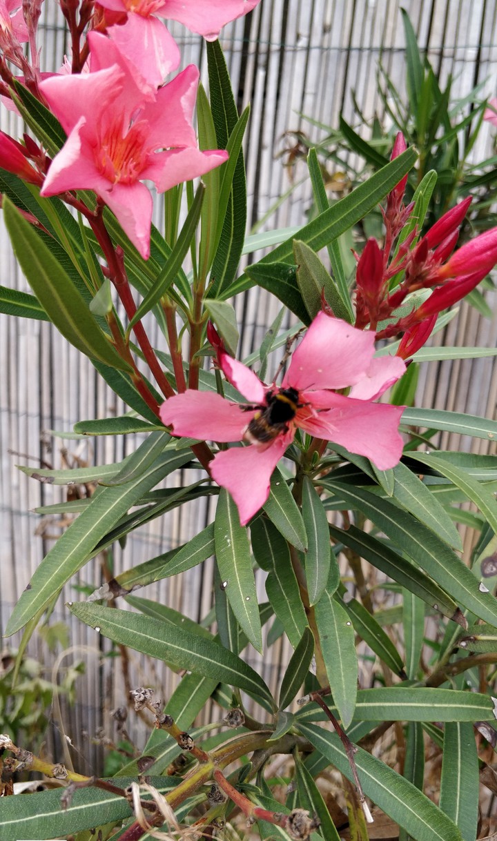 bumble bee on pink flower