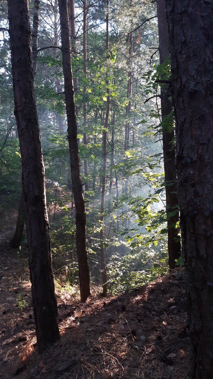 forest
