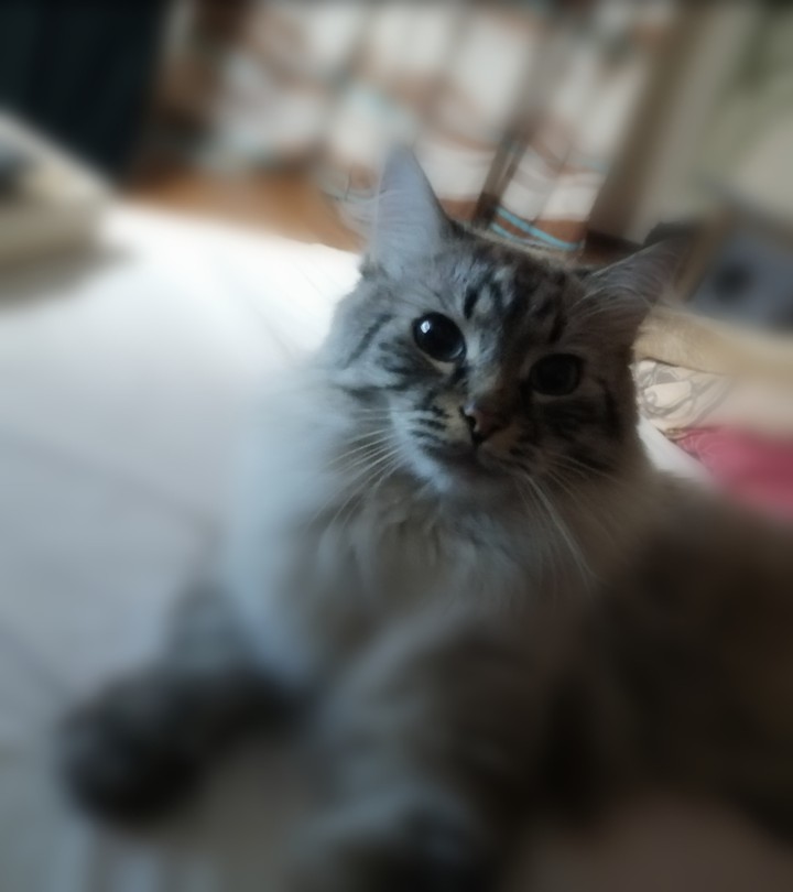 кот