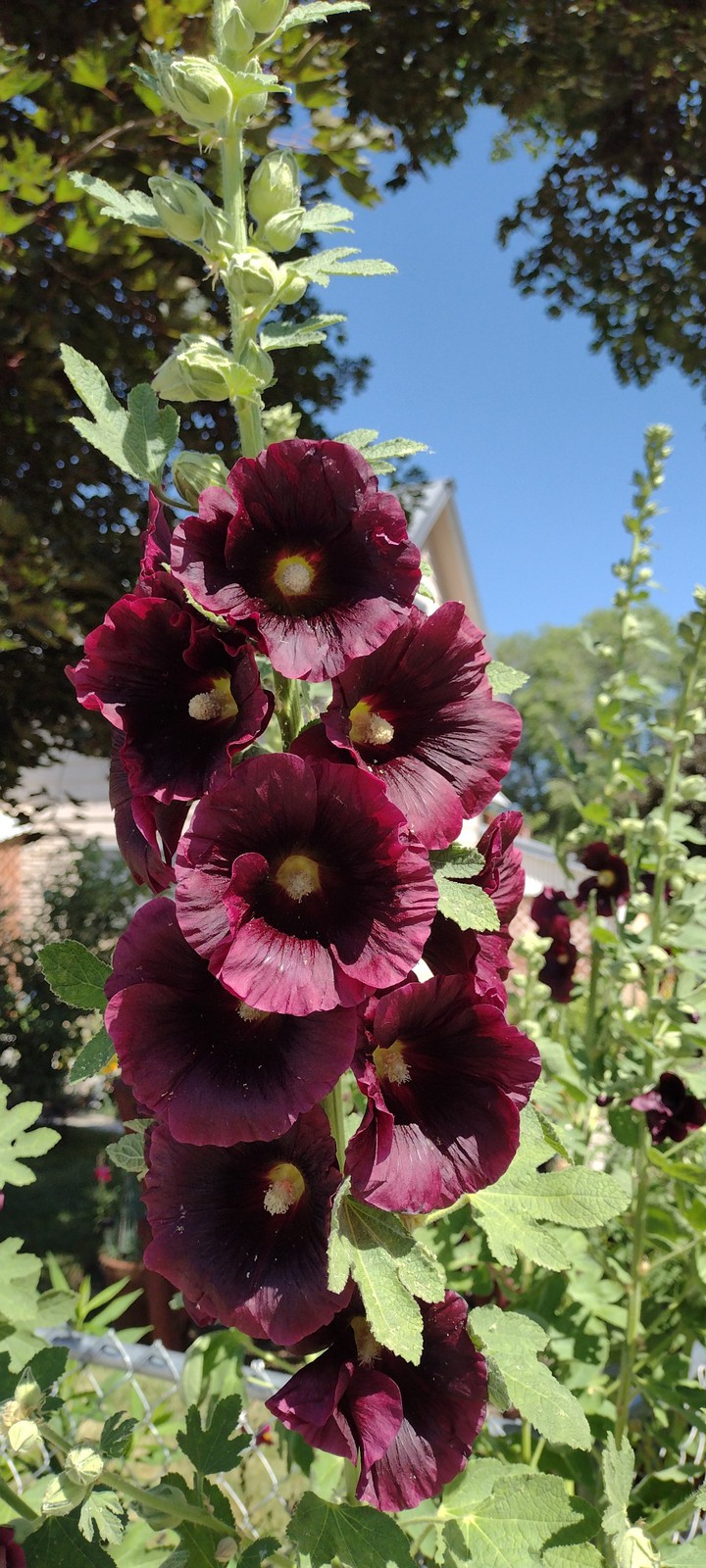 Hollyhocks