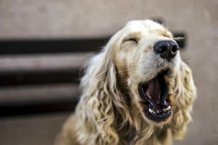 cute Dog