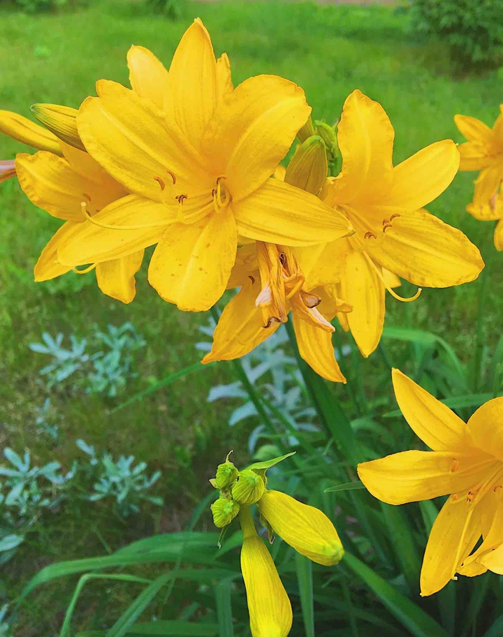 Lilys
