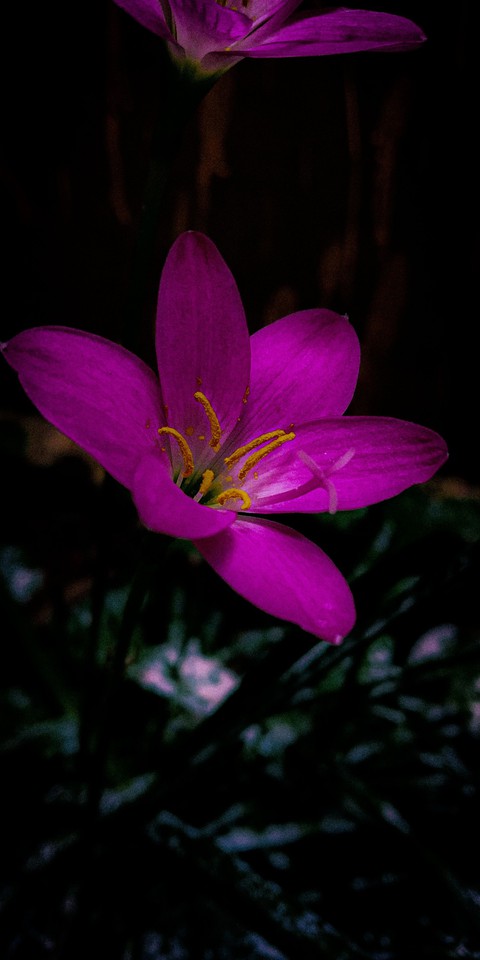 plant, flower wallpapers