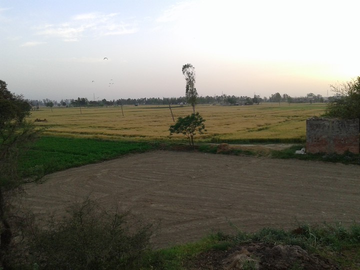 Nature