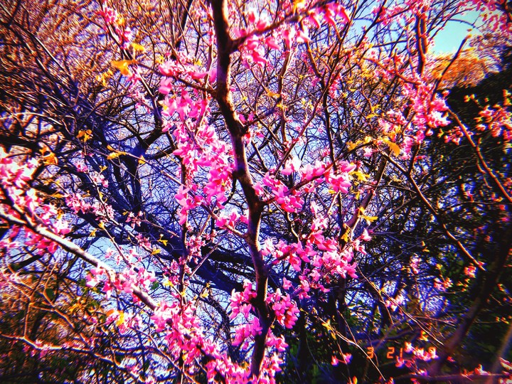 ·c h e r r y   b l o s s o m ·