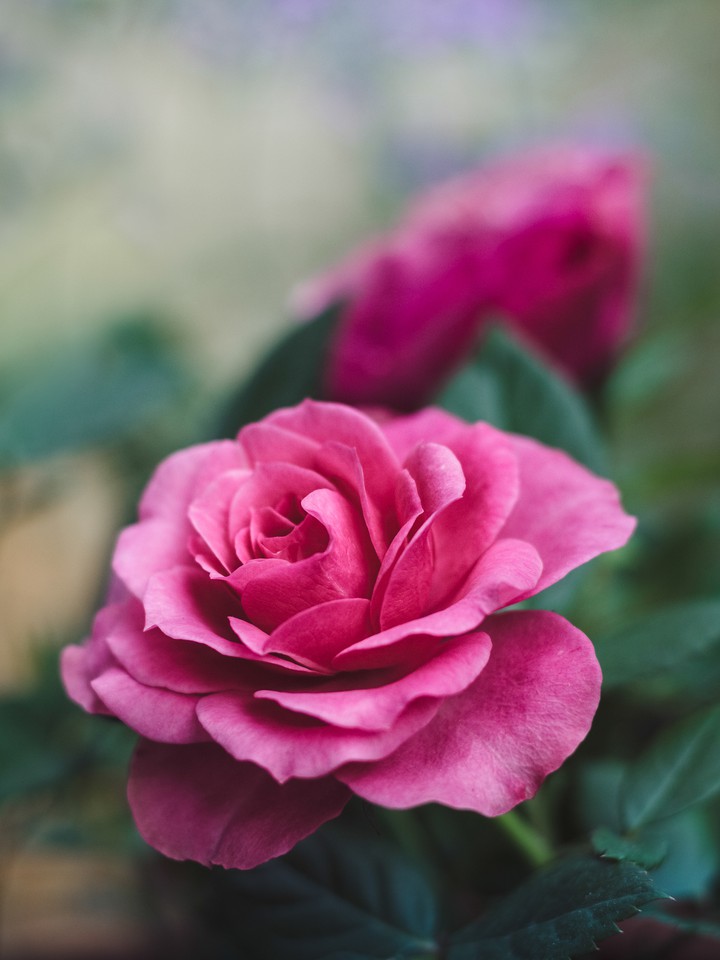 rose