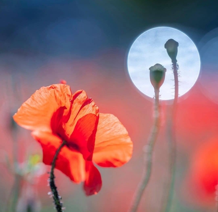 in the meadow...