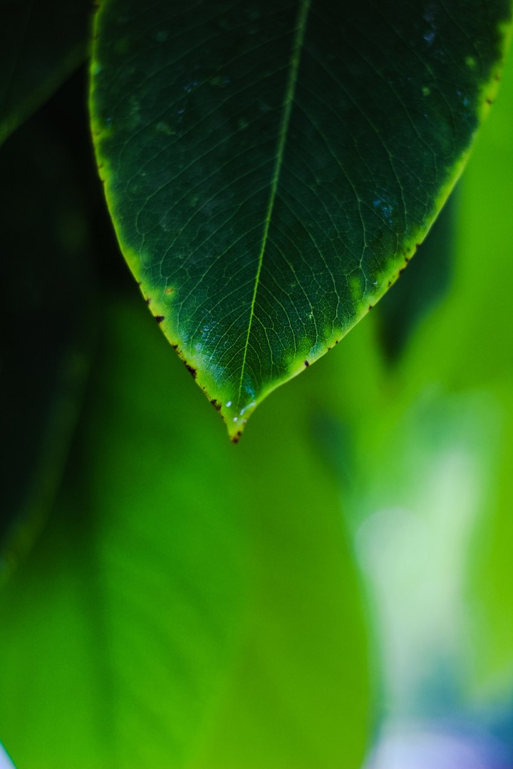 leaf