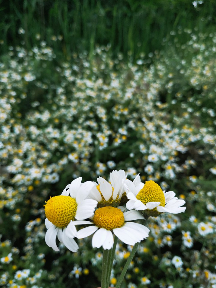 chamomile