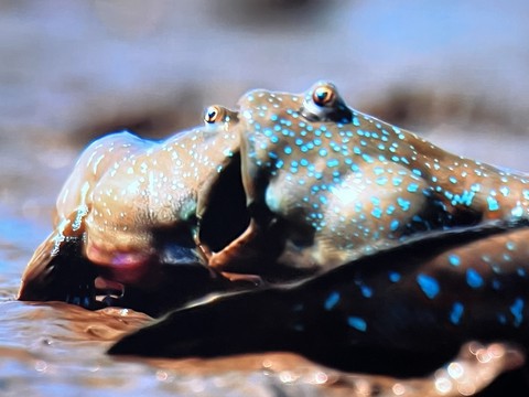 liquid, organism háttérképek