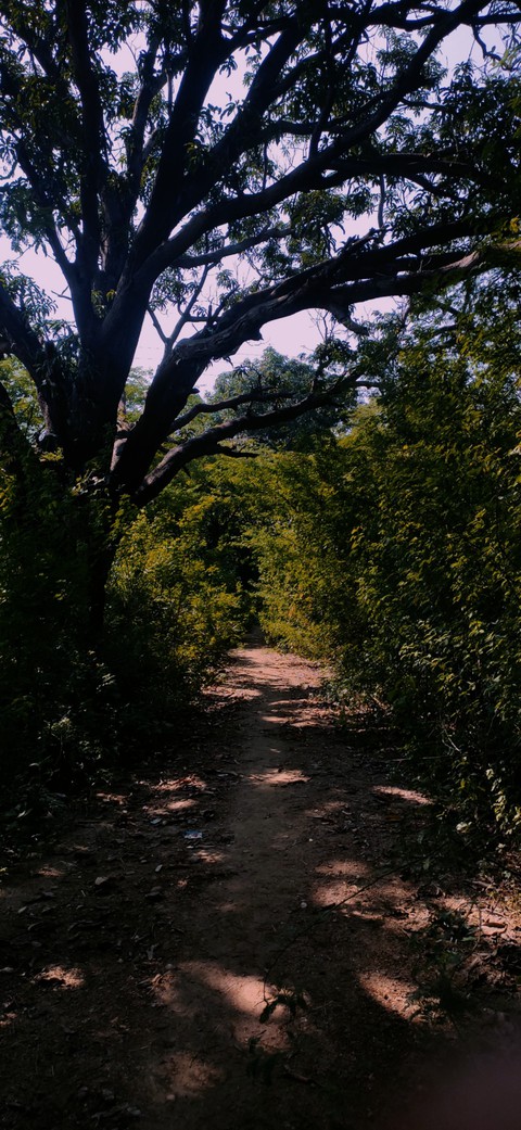 The way to be wild