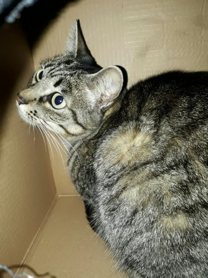 Sara