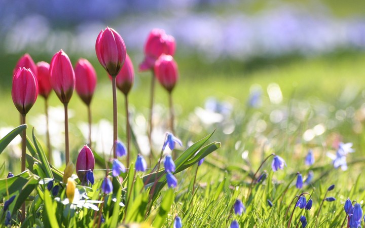 Flowers