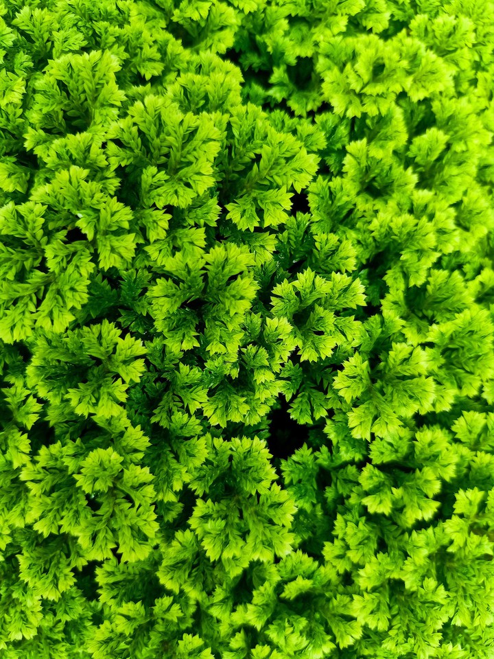 All green