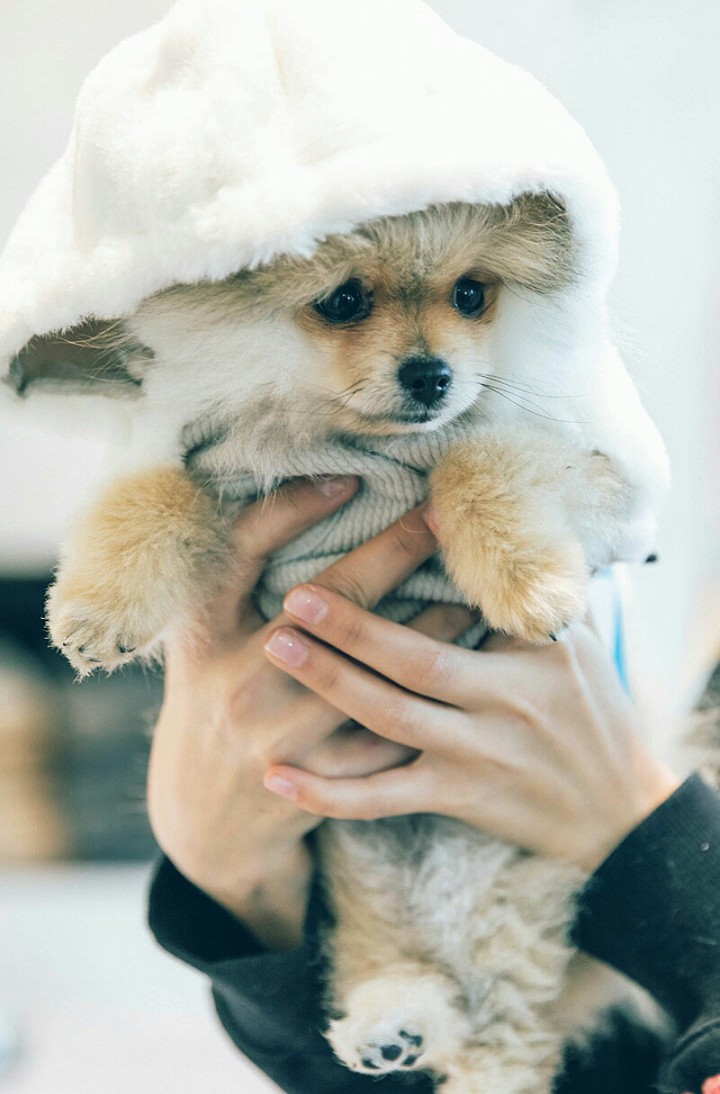 cute puppy(๑･ิω･ิ)っ