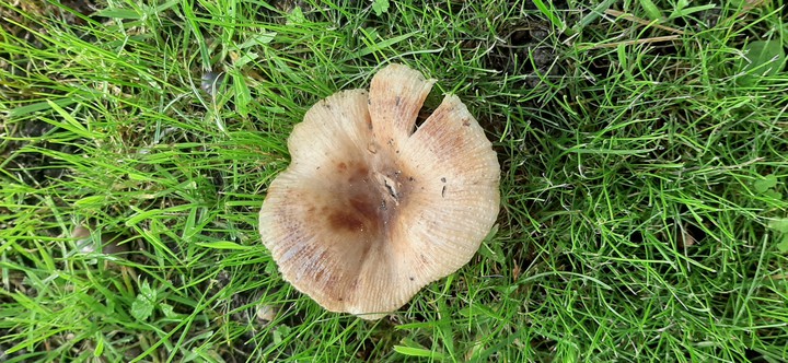 bigass mushroom