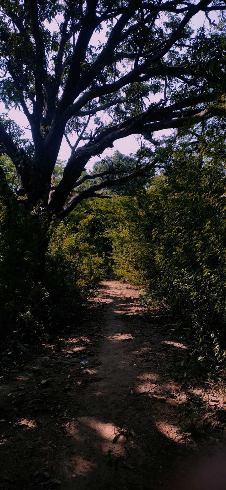 The way to be wild