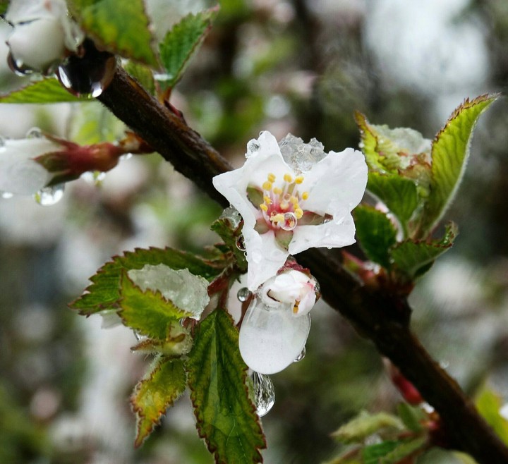 Flowers in the rain