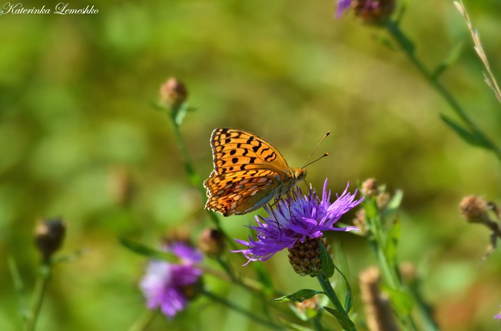 butterfly