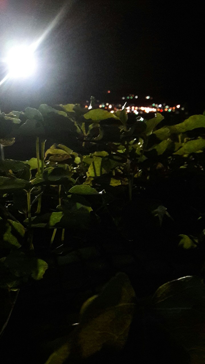 Night