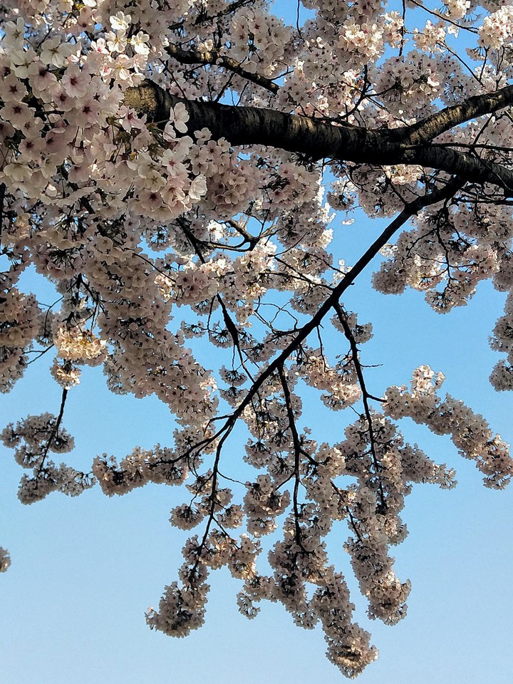 벚꽃