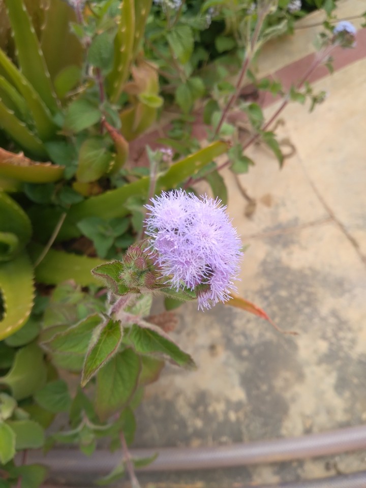 Hoa cỏ