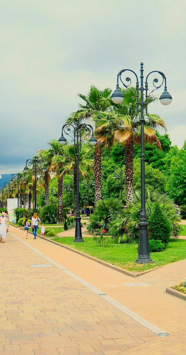Palm trees