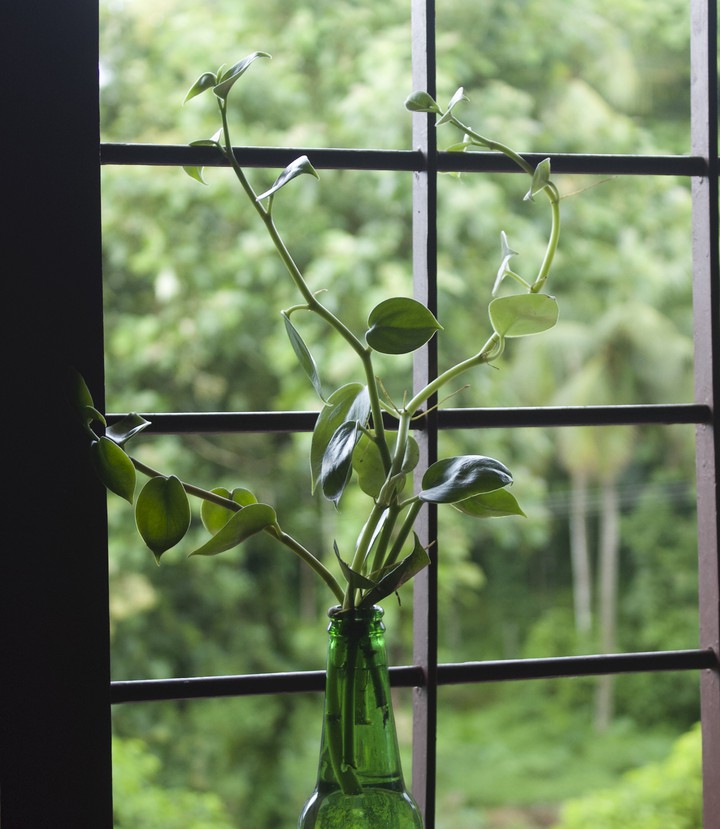 philodendron