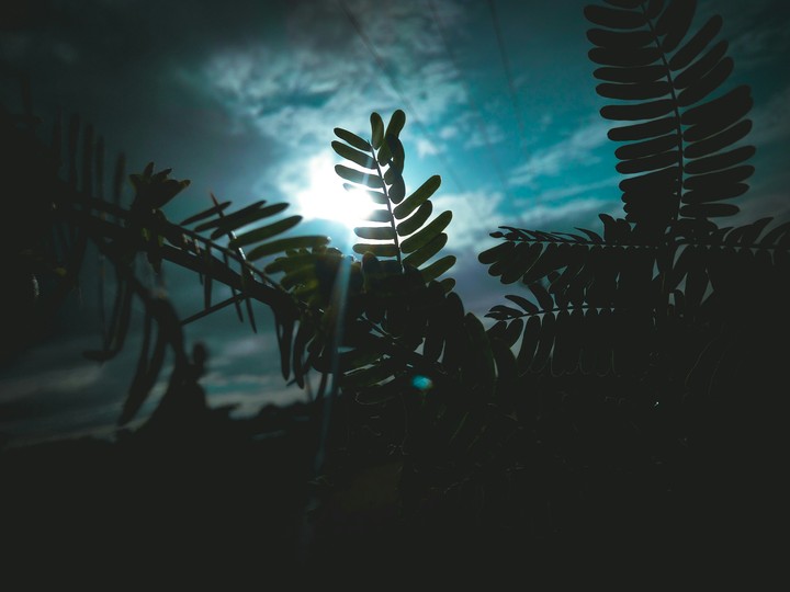 leaves
