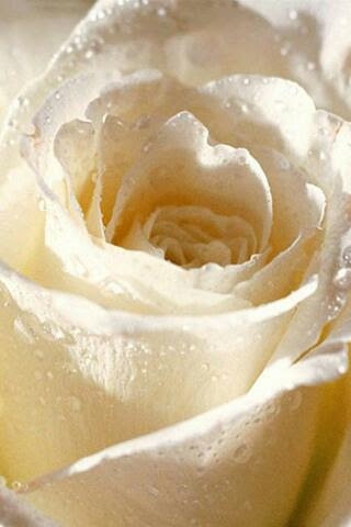White rose