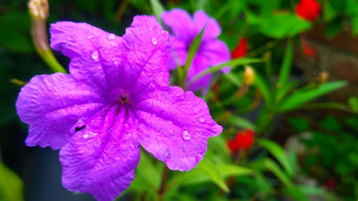 flowers