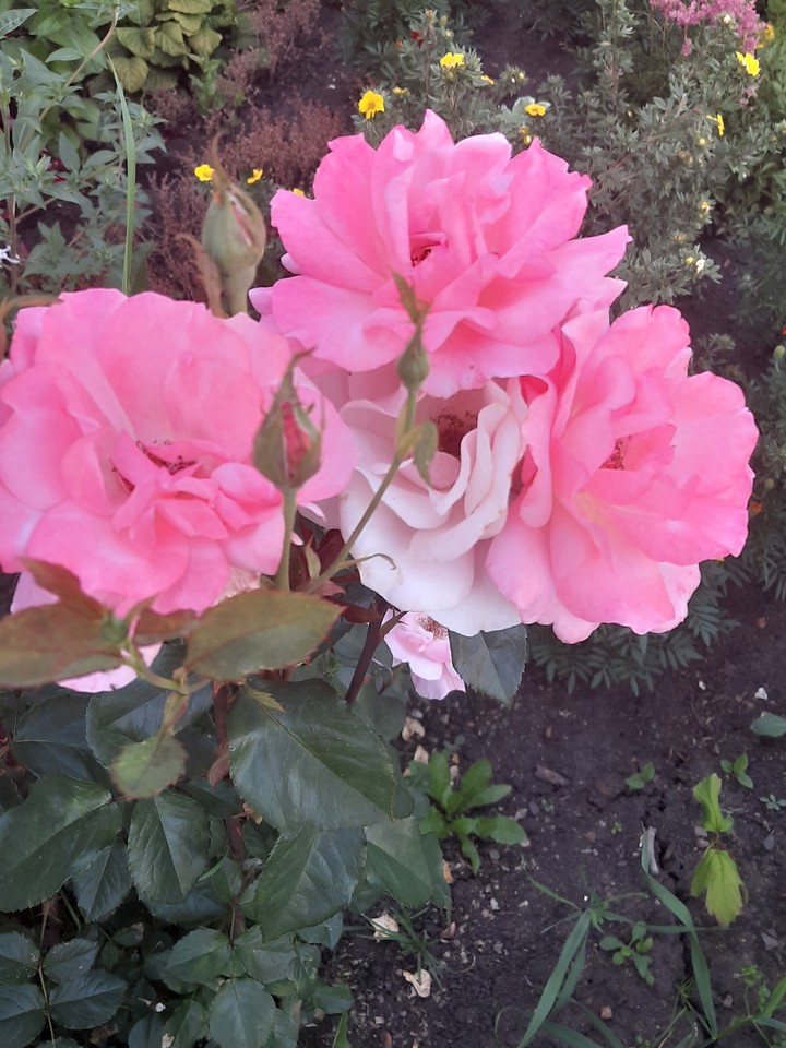 roses