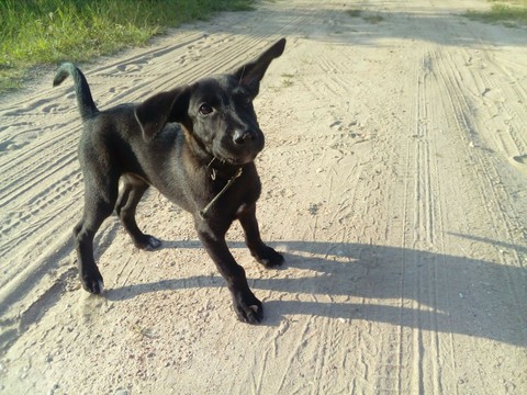 dog, mammal háttérképek