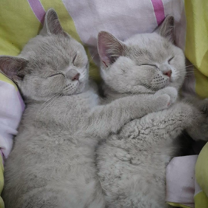 While the cat sisters are sleeping.